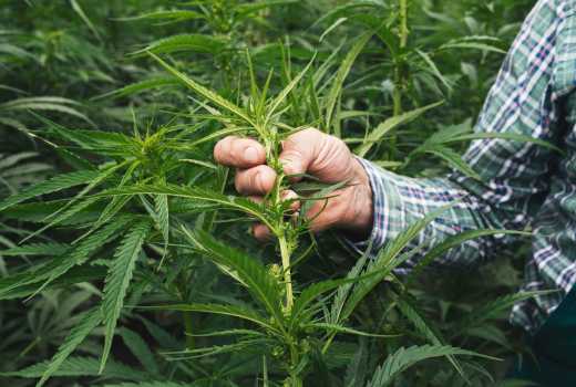 Aprenderás todo lo relacionado con el cultivo de cannabis con el máster de cannabis del CannabisHub